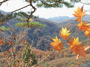 葉城的最新疫情消息，葉城最新疫情動態(tài)更新